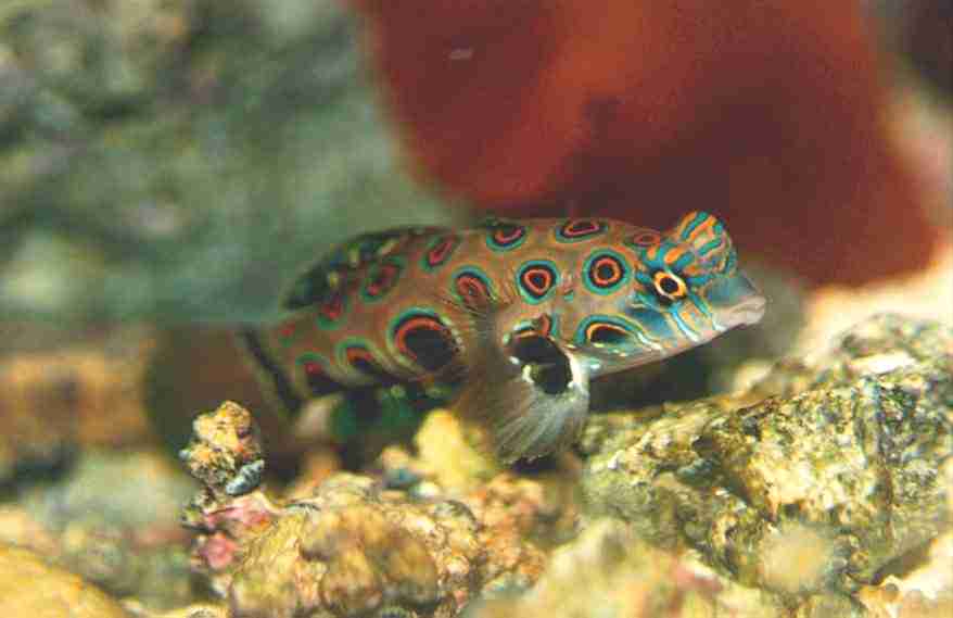 Psychedelic Goby