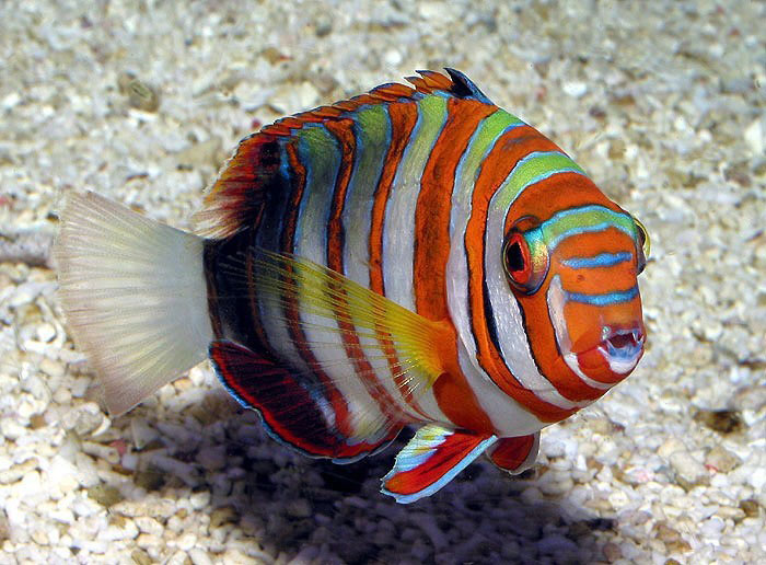 Harlequin Tuskfin