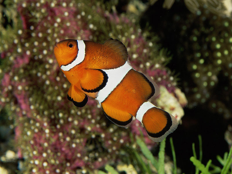 Percula Clown