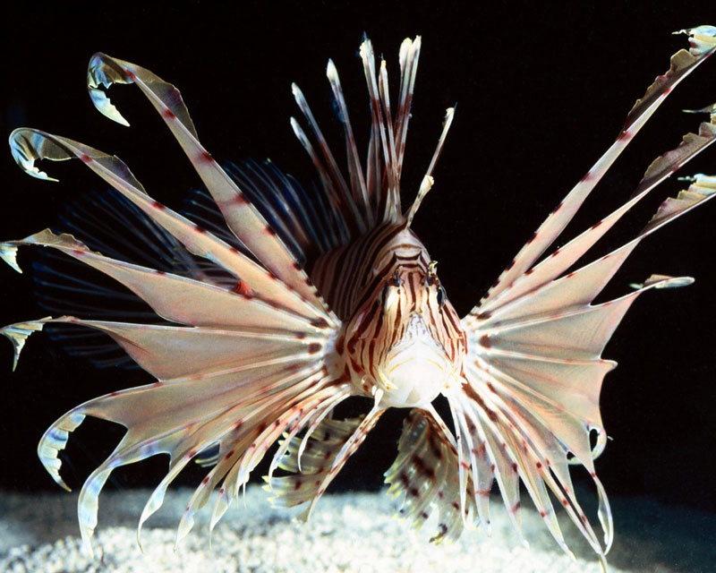 Volitans Lion Fish