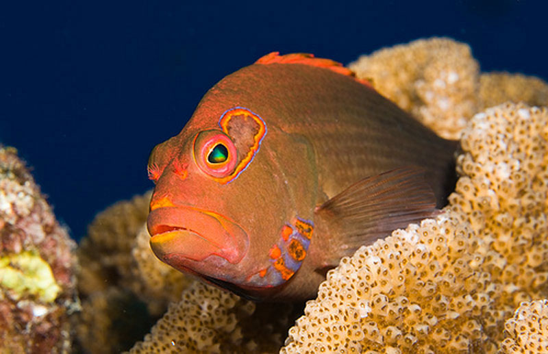 Arc Eye Hawkfish