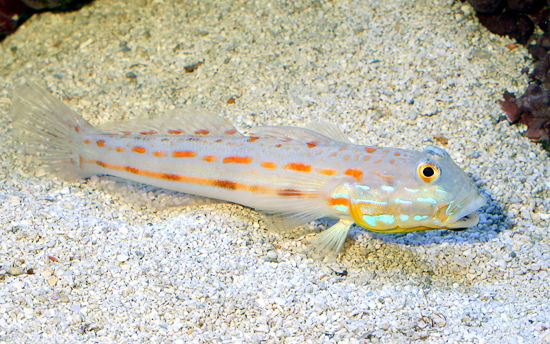 Diamond Goby