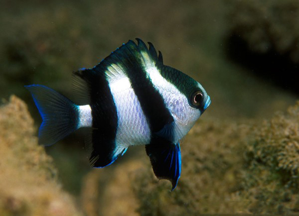 Four Stripe Damsel