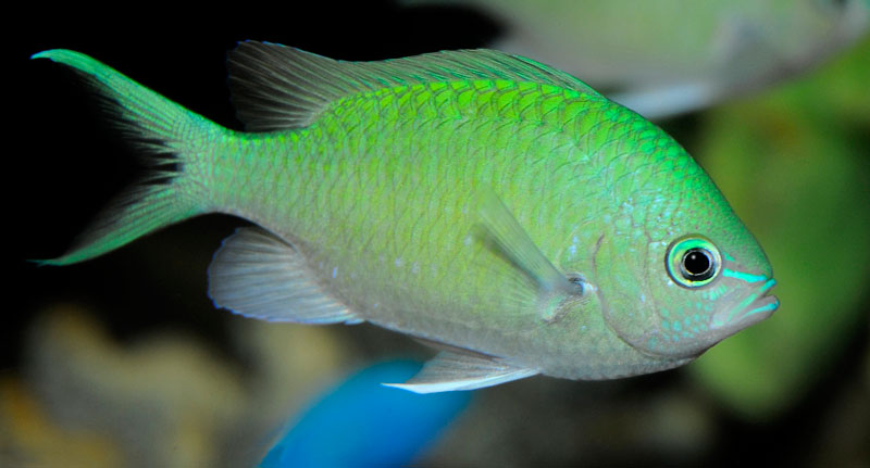 Green Chromis