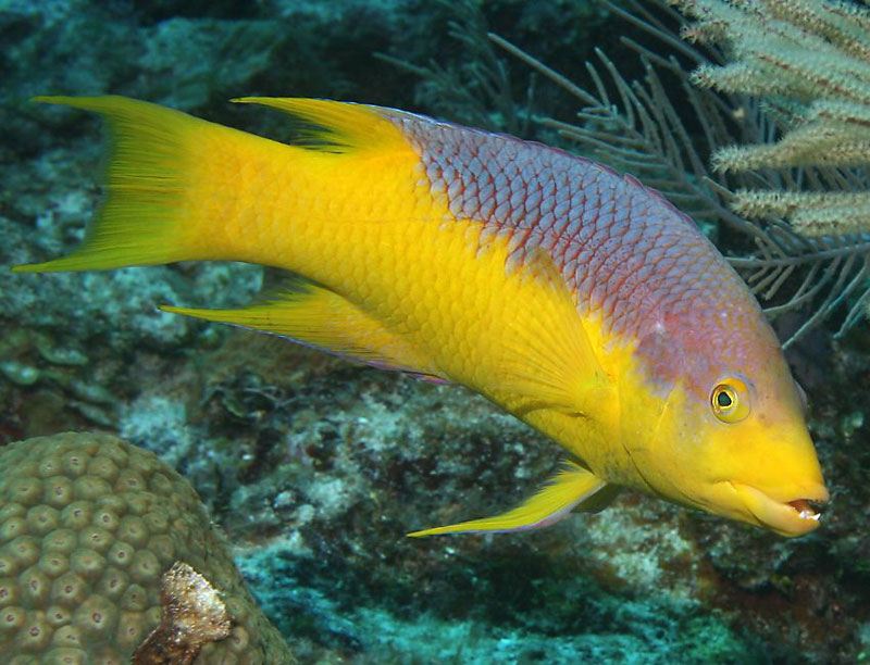 Hog Wrasse