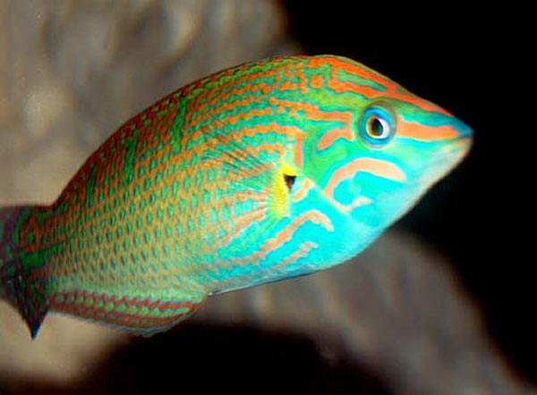 Lunari Wrasse