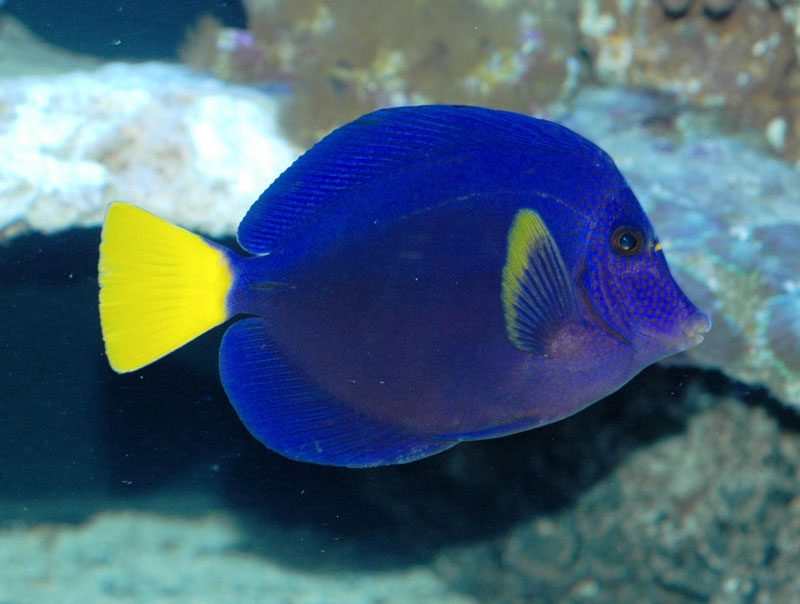 Purple Tang