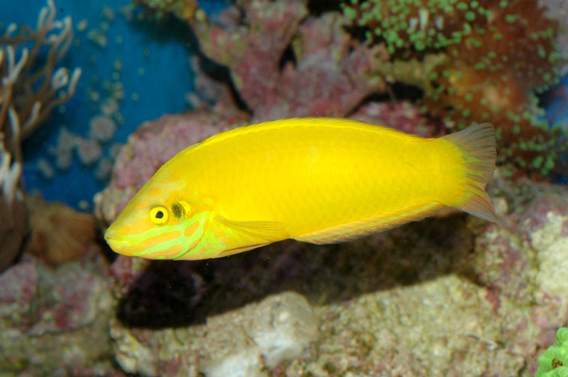 Yellow Coris