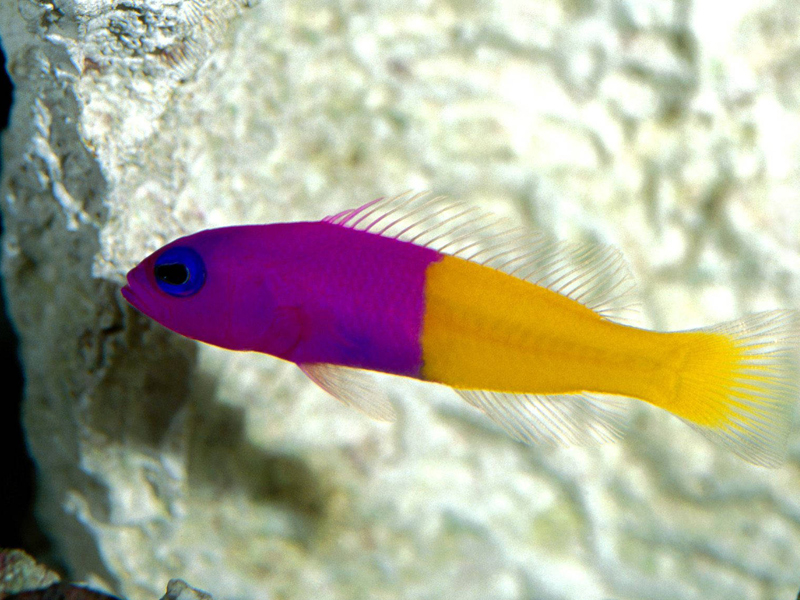 Bicolor Dottyback