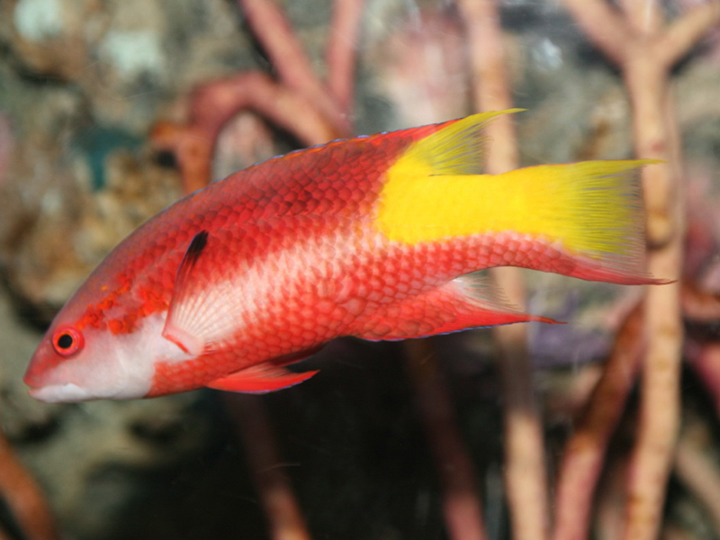 Cuban Hog Wrasse