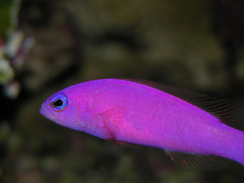 Strawberry Dottyback