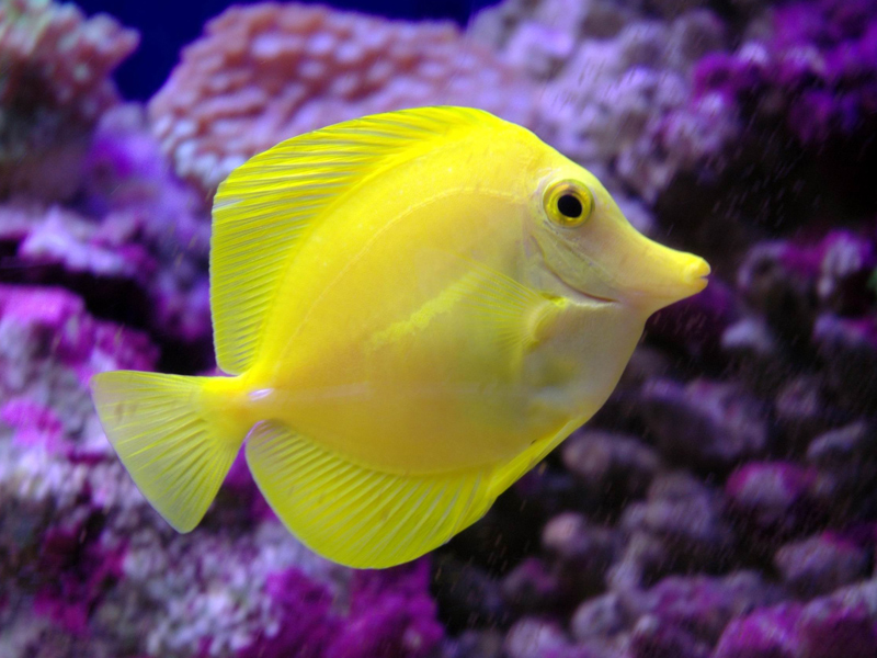 Yellow Tang