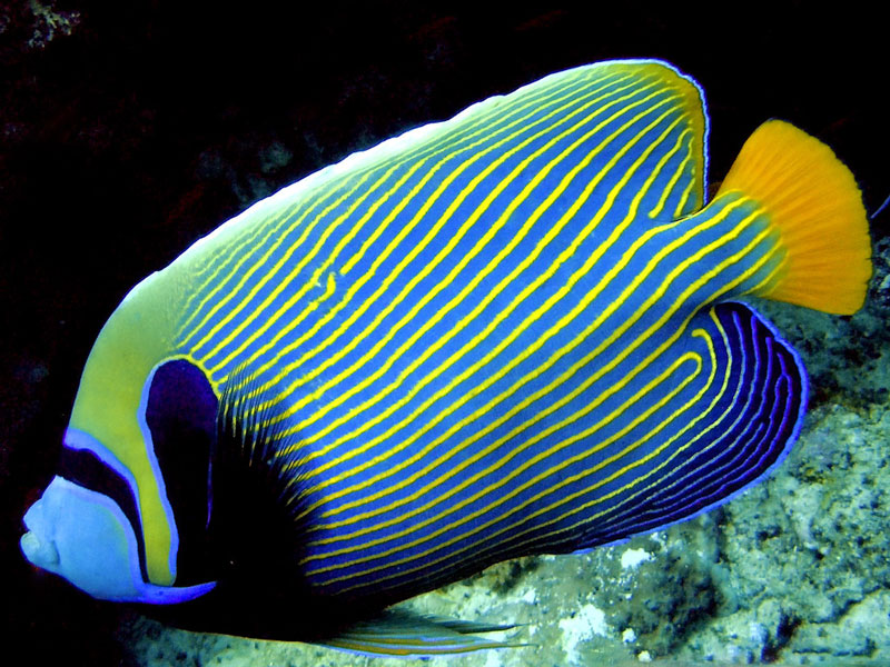 Adult Emperor Fish