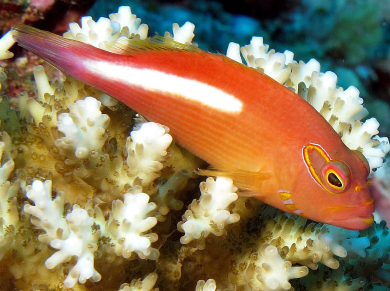 Arc-Eye Hawkfish