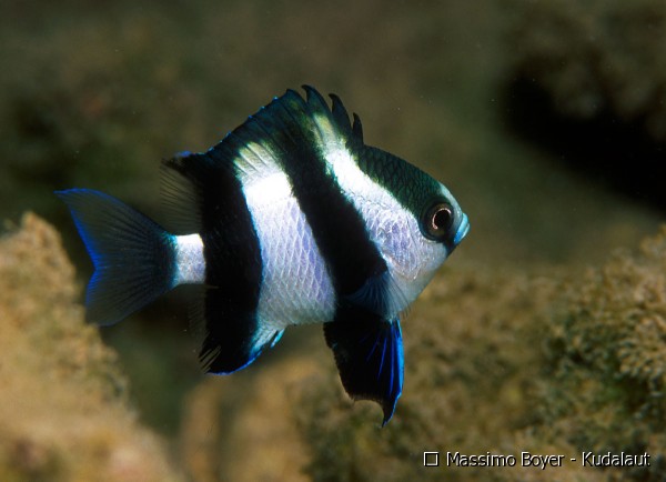 Four Striped Damsel