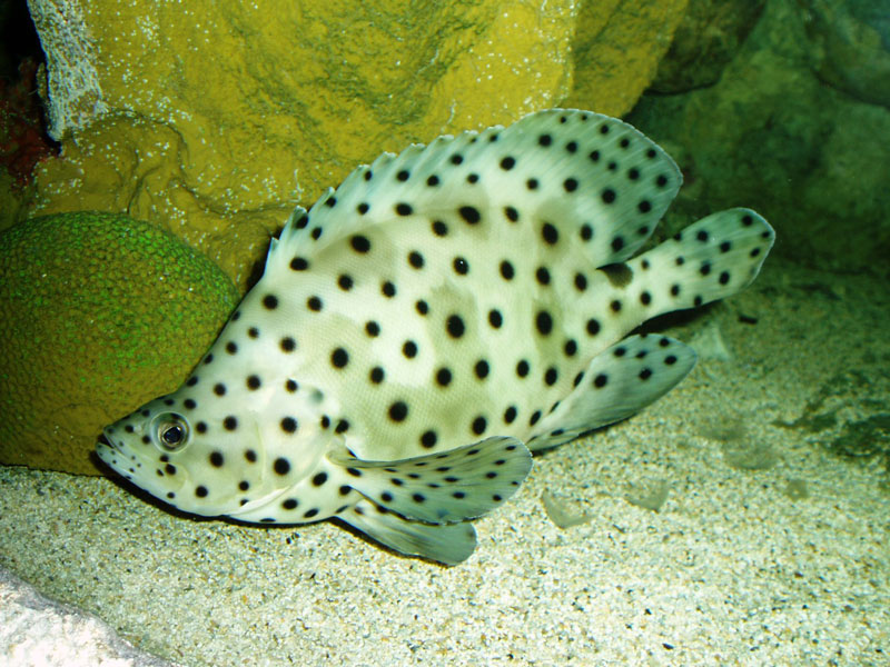 Panther Grouper