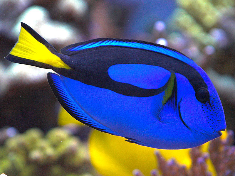 Regal Blue Tang