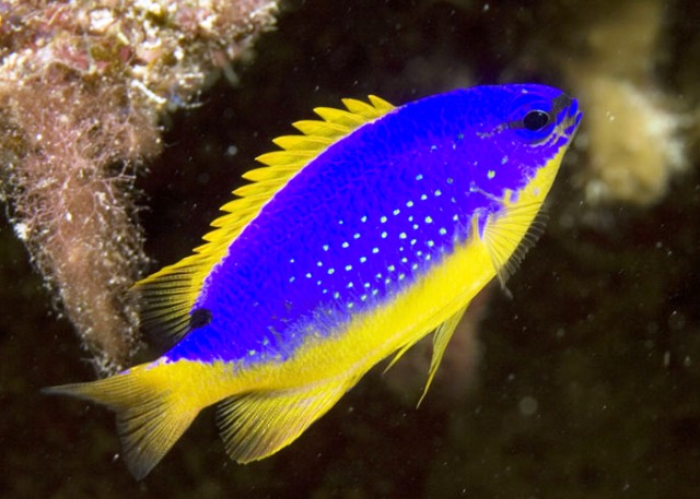 Fiji Blue Damsel