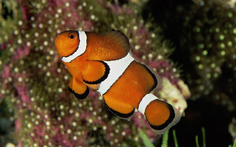 Percula Clownfish