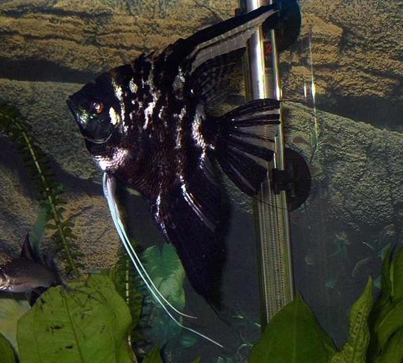 Black Marble Angelfish