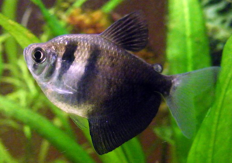 Black Widow (longfin) Tetra