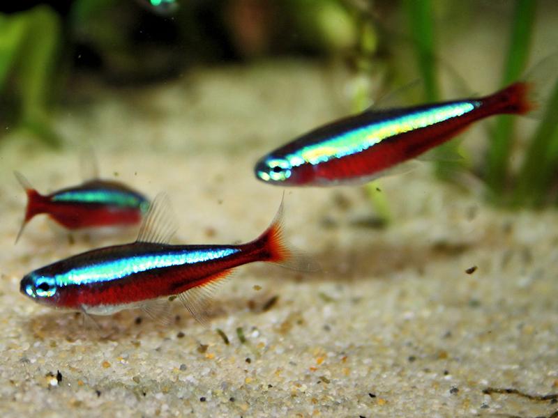 Cardinal Tetra