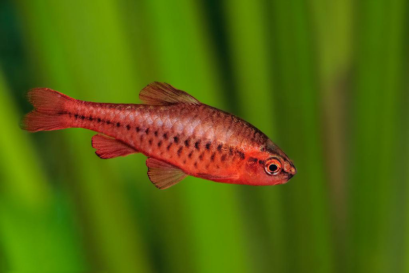 Cherry Barb