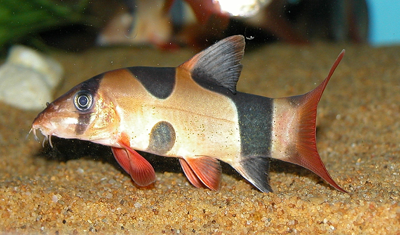 Clown Loach