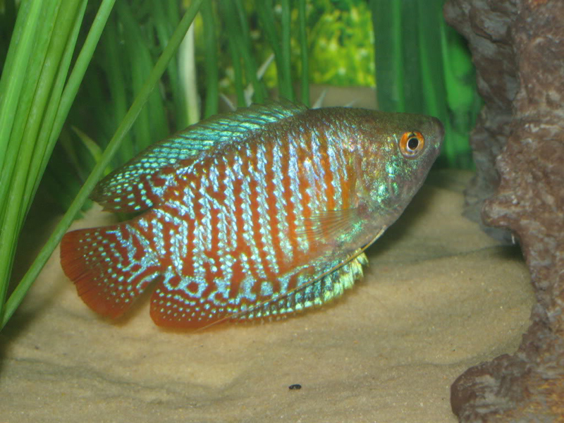 Dwarf Gourami