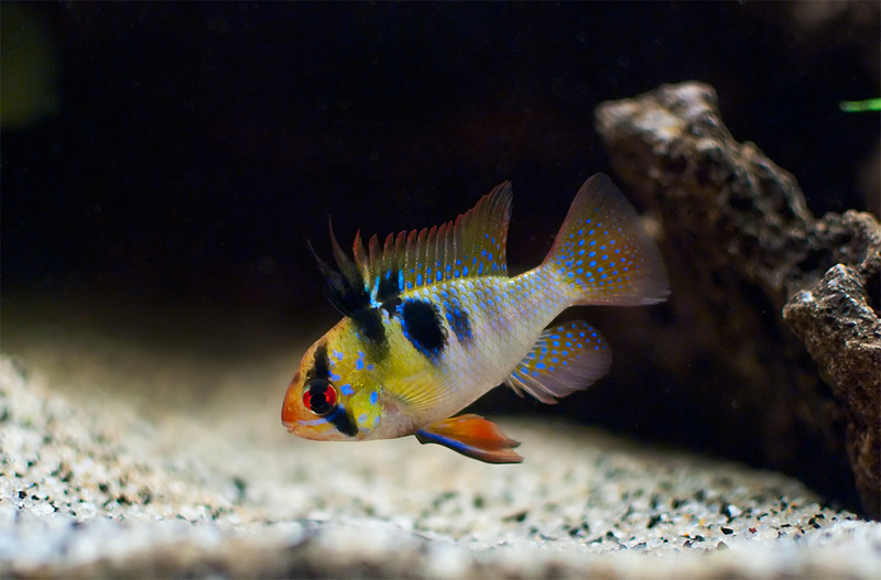 German Blue Ram