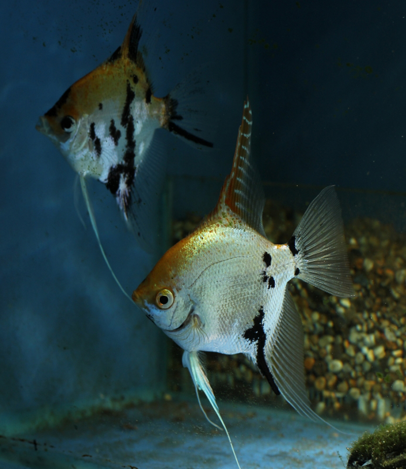 Gold Marble Angelfish