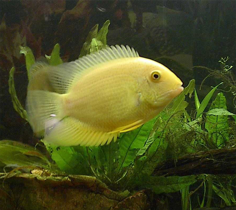 Gold Severum