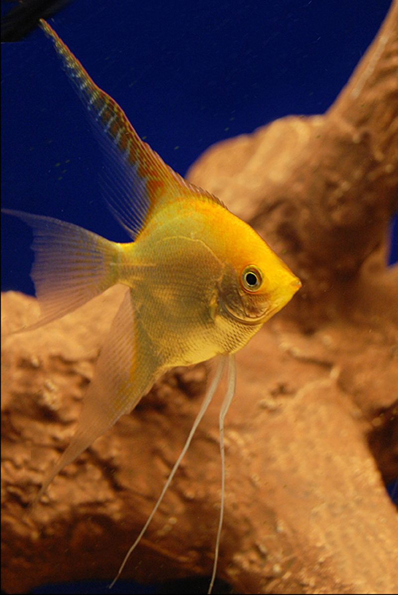 Gold Angelfish