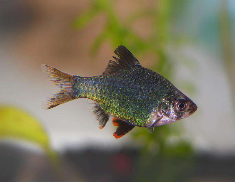 Green Tiger Barb