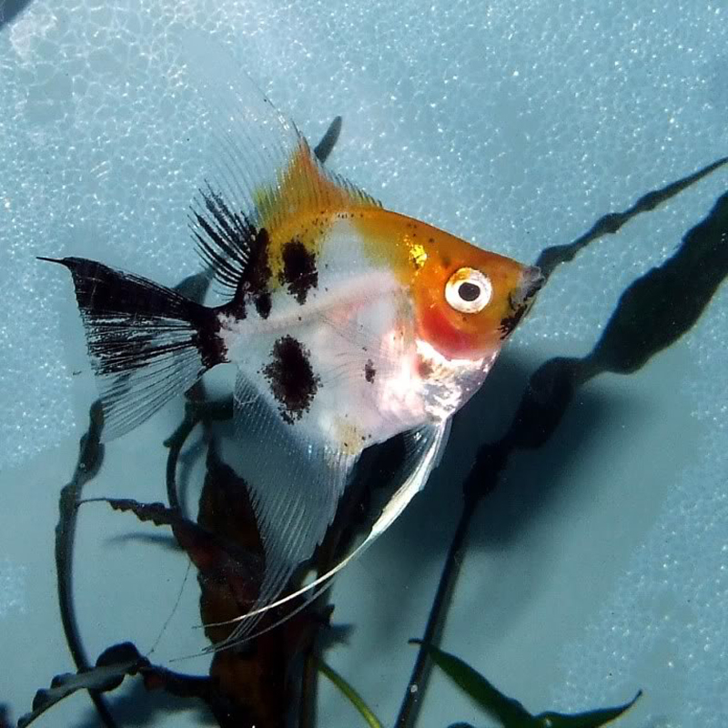 Koi Angelfish