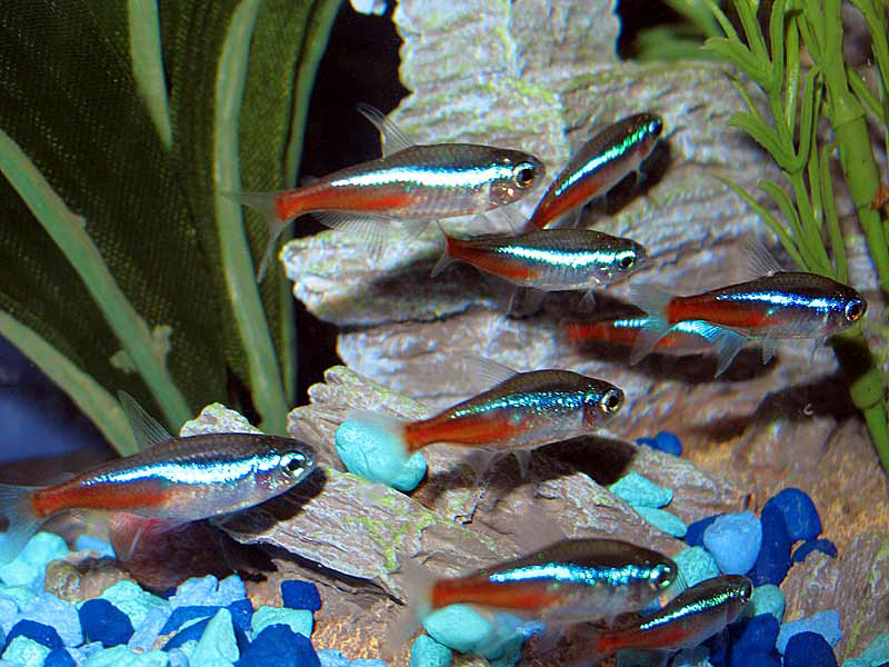 Neon Tetra