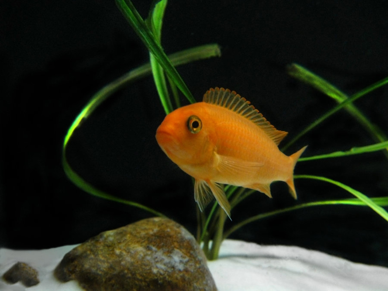 Red Zebra Cichlid