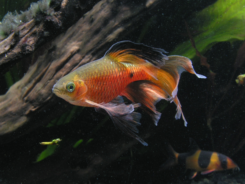 Rosy (longfin) Barb