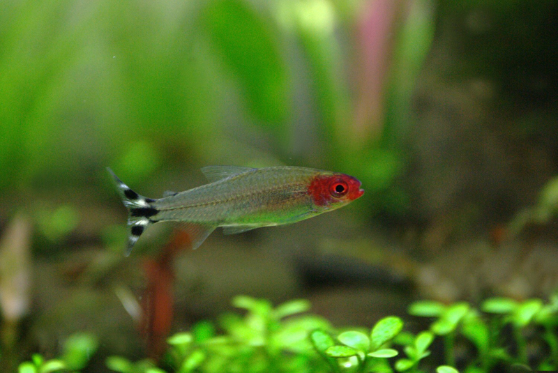 Rummy nose Tetra