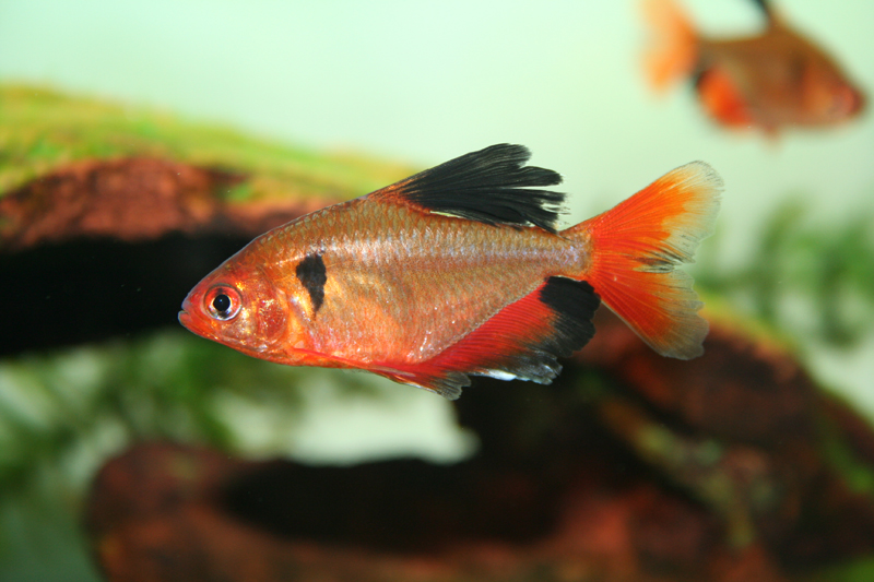 Serpae (longfin) Tetra