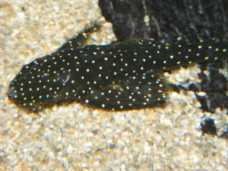 Chocolate Bristlenose Pleco