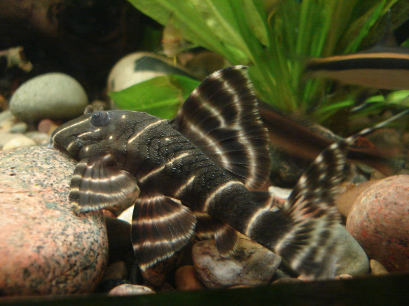 Clown Pleco