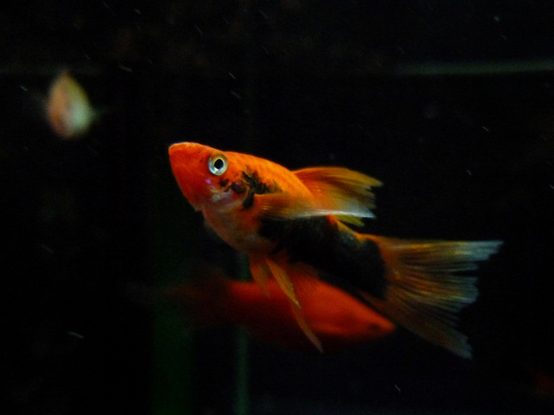 Red Tuxedo Swordtail