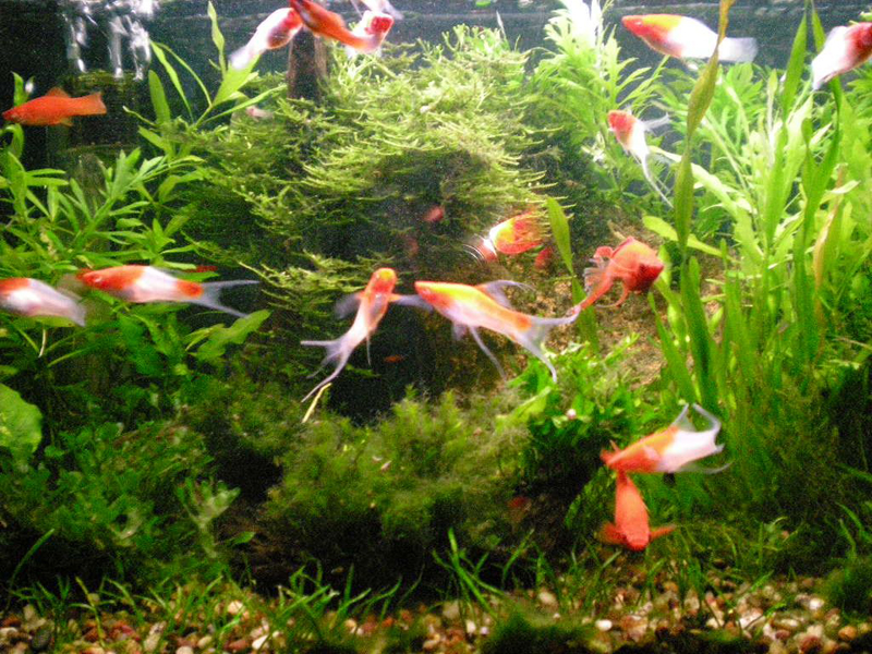 Tancho Swordtail