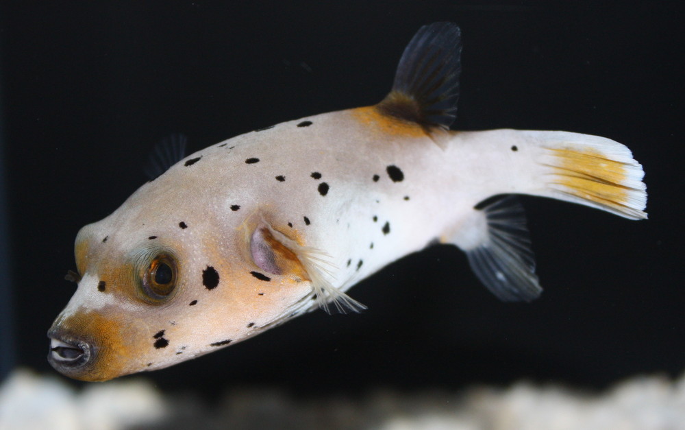 Dogface Puffer