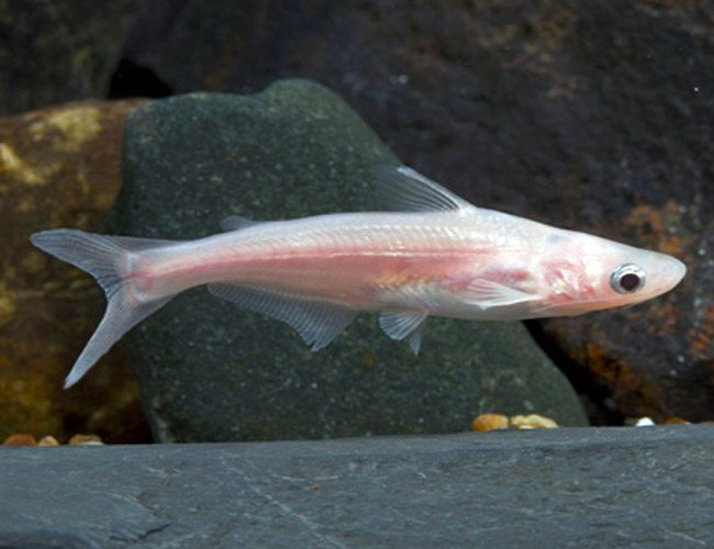 Albino Iridescent Tropical Shark