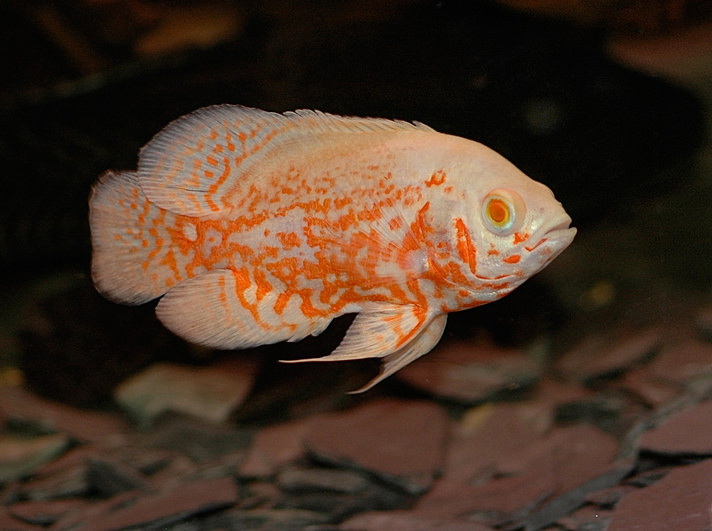 Albino Oscars