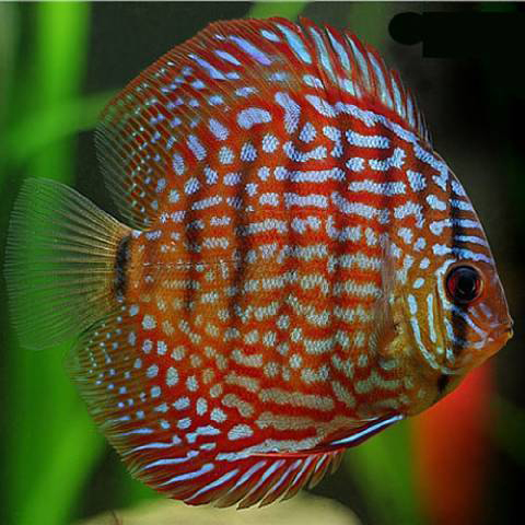 Royal Red Discus